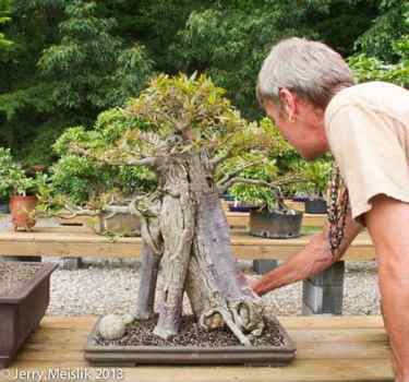 Ficus Exotica